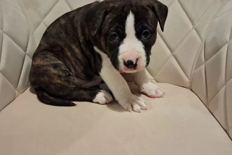 american bully staffordshire 6588 w780 h520