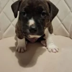 american bully staffordshire 8996 w780 h520