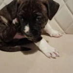 american bully staffordshire 9818 w780 h520