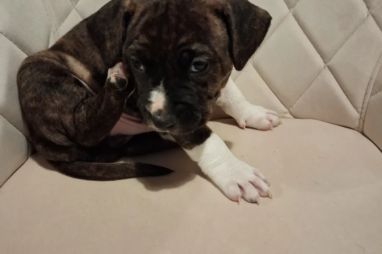 american bully staffordshire 9818 w780 h520