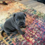 blue staffordshire bull terriers kc registerd 384 w780 h780