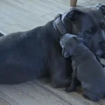 blue staffordshire bull terriers kc registerd 9669 w780 h520