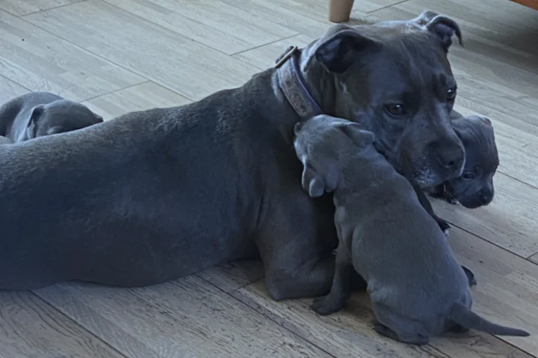 blue staffordshire bull terriers kc registerd 9669 w780 h520