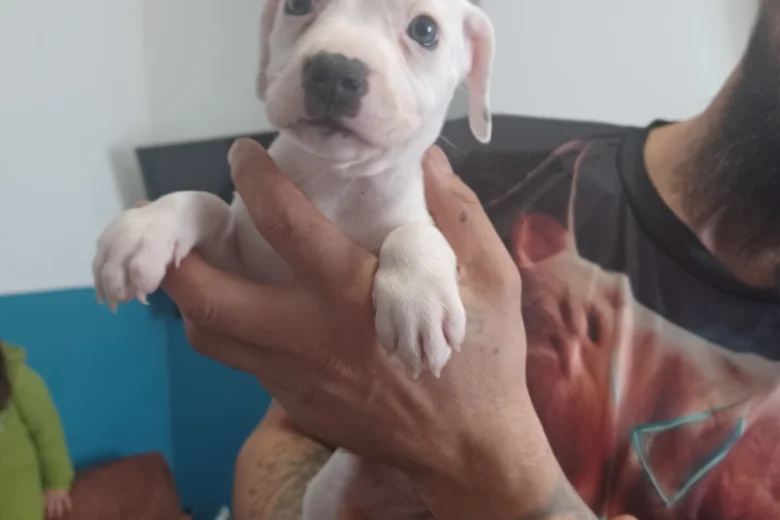 puppy staffordshire bull terrier 4870 w780 h520
