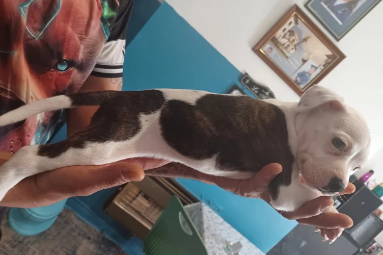 puppy staffordshire bull terrier 5598 w780 h520