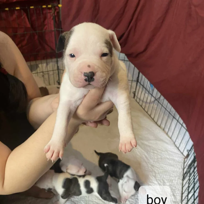 puppy staffordshire bull terrier 7612 w780 h780