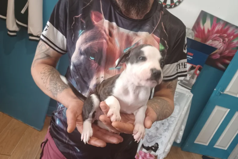 puppy staffordshire bull terrier 7777 w780 h520