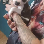 puppy staffordshire bull terrier 9959 w780 h520