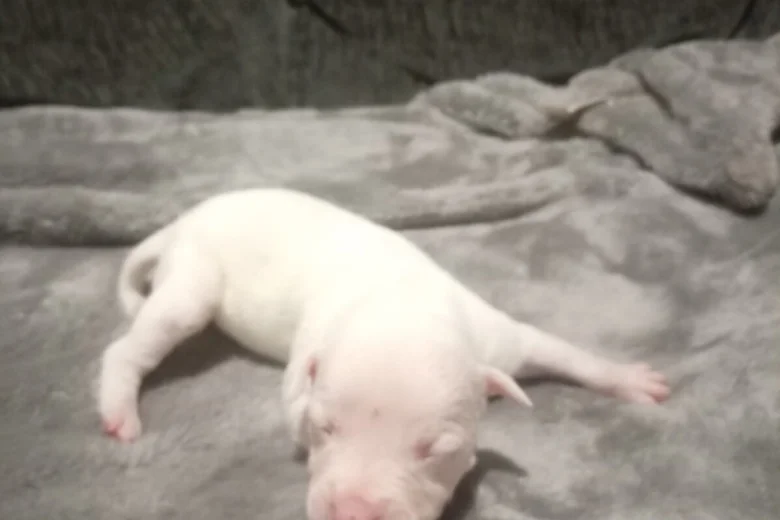 staffordshire bull terrier pups white 4655 w780 h520