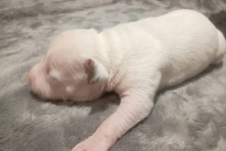 staffordshire bull terrier pups white 4781 w780 h520