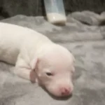 staffordshire bull terrier pups white 9087 w780 h520