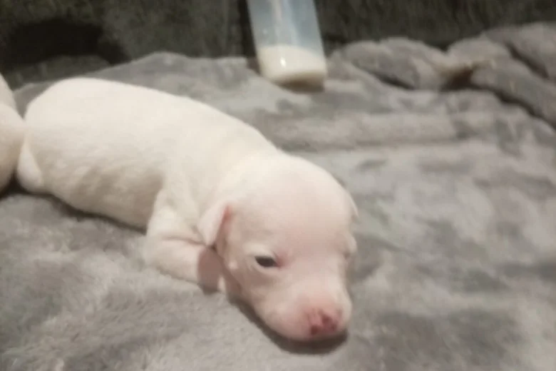 staffordshire bull terrier pups white 9087 w780 h520