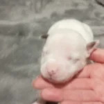 staffordshire bull terrier pups white 9906 w780 h520