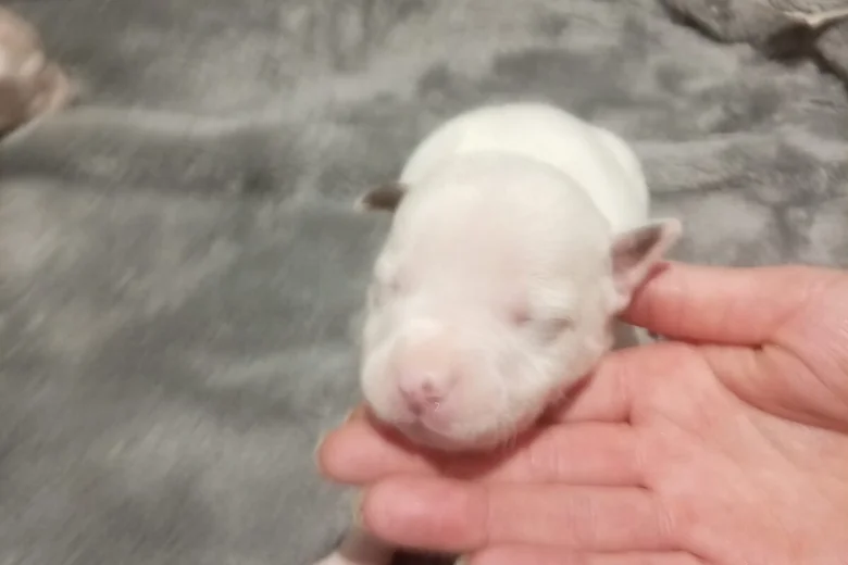 staffordshire bull terrier pups white 9906 w780 h520