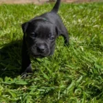 staffordshire bull terrier17754862831489 498 w780 h520