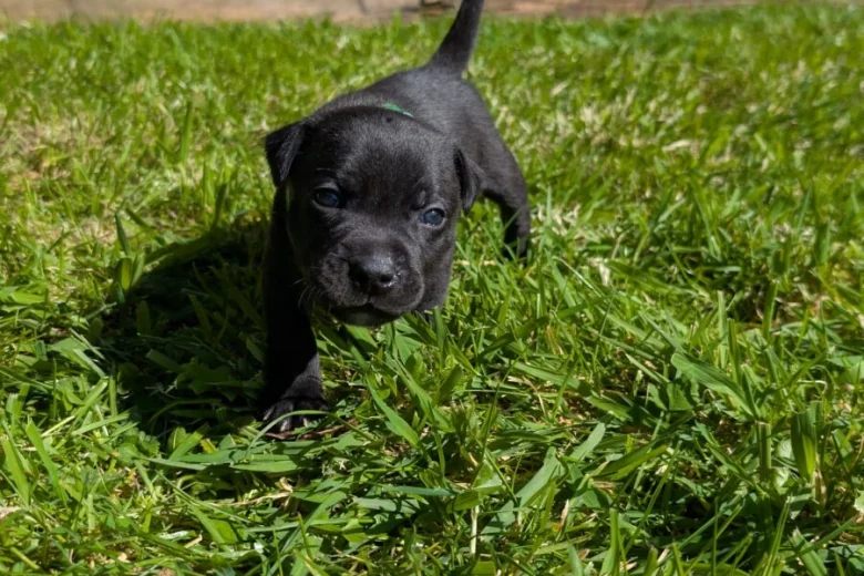 staffordshire bull terrier17754862831489 498 w780 h520