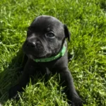 staffordshire bull terrier1776372682797 3225 w780 h520