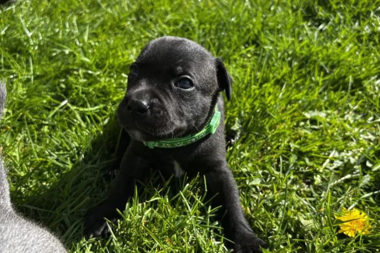staffordshire bull terrier1776372682797 3225 w780 h520