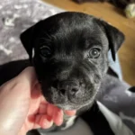 staffordshire bull terrier1777456430397 3470 w780 h520